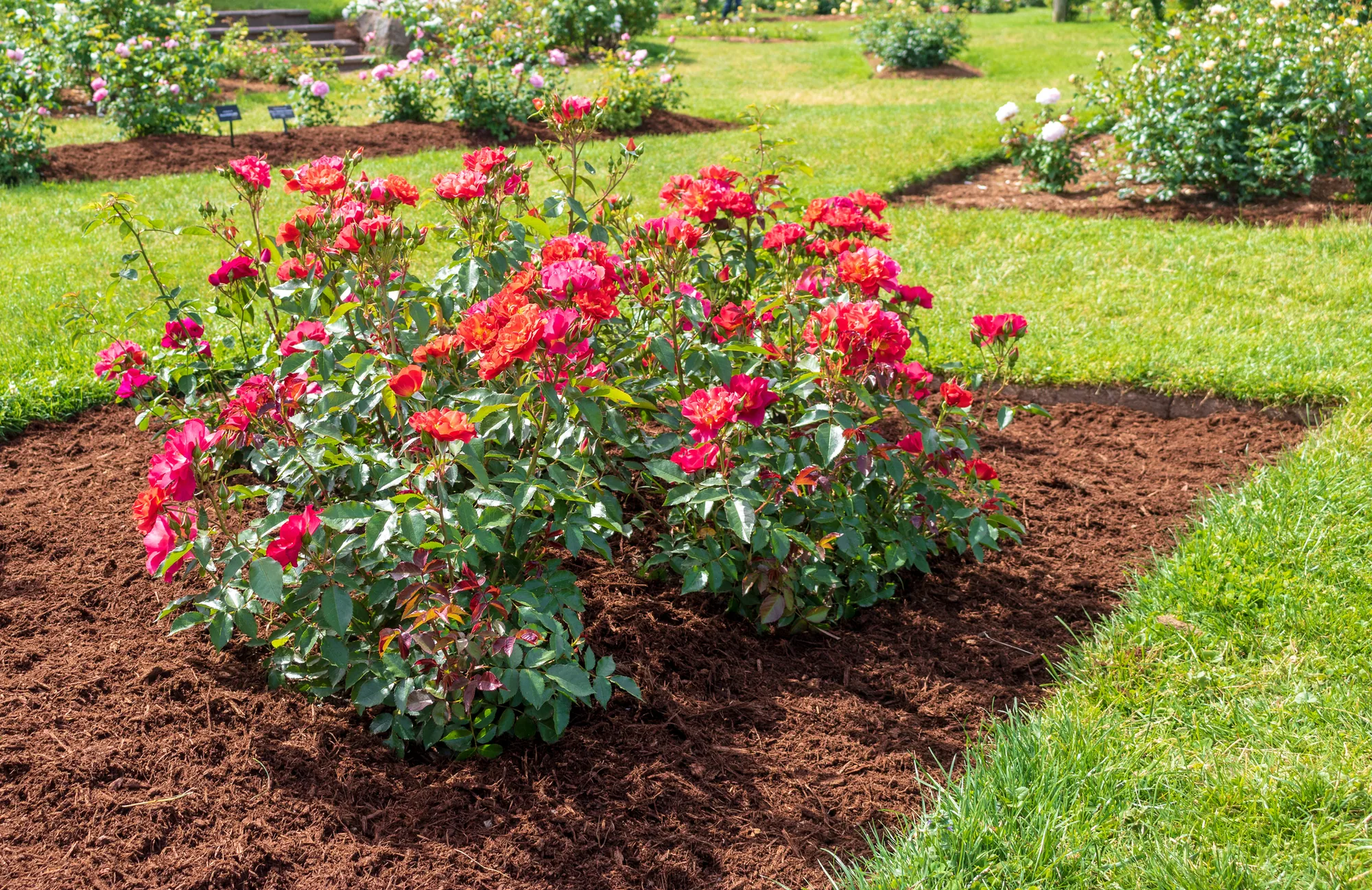 Garden Landscaping Reviews from Our Clients in Elk Grove, CA 95757 Garden Landscaping Reviews from Our Clients in Elk Grove, CA 95757